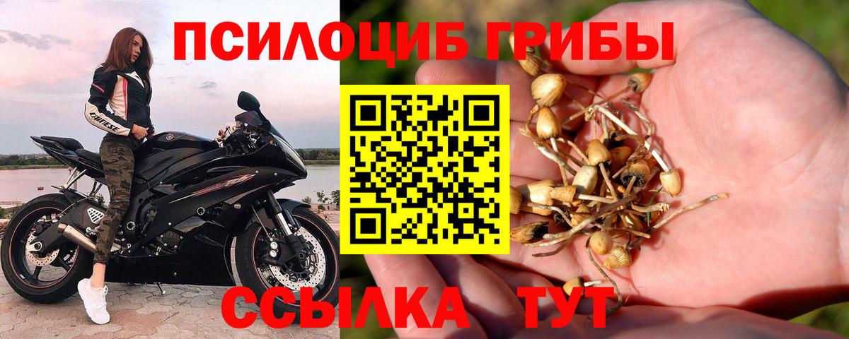 закладка  Галлюциногенные грибы Magic Shrooms  Вход с VPN  Майкоп 